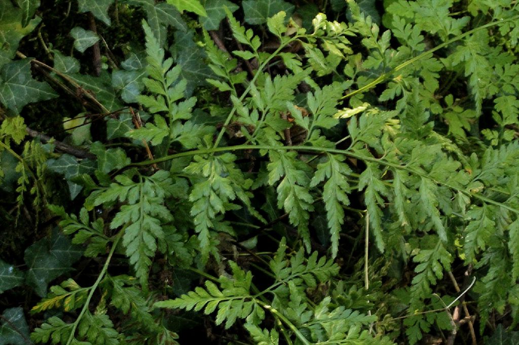 Asplenium adiantum-nigrum / Asplenio adianto nero